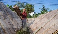 Tất bật ngày đêm làm bánh đa nem vụ Tết, kiếm tiền triệu mỗi ngày