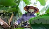 &apos;Thủ phủ&apos; lá dong ở Hà Tĩnh rộn ràng vụ Tết