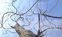 Ngắm những gốc đào &apos;khủng&apos; giá hàng chục triệu xuống phố đón Tết