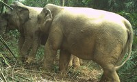 Hai cá thể voi rừng bất ngờ xuất hiện ở Vườn quốc gia Vũ Quang