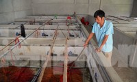 Độc đáo mô hình nuôi lươn không bùn cho thu nhập cao