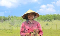 Nông dân Hà Tĩnh kiếm bộn tiền từ cây mọc hoang trên rừng