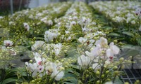 Chiêm ngưỡng vườn lan tiền tỷ đầu tiên ở Hà Tĩnh