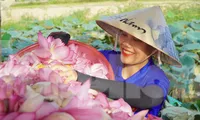 Ra đầm hái sen lúc rạng sáng, mỗi ngày thu tiền triệu