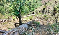 Người đàn ông bị phạt gần 38 triệu vì phá rừng