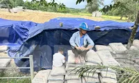 Để hơn 200 tấn xi măng hư hỏng, chủ tịch xã bị bắt