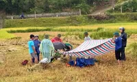 Cầm điện thoại khi đang gặt lúa, người đàn ông bị sét đánh tử vong