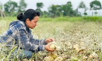 Nông dân trồng dưa trắng tay vì trận lũ bất thường