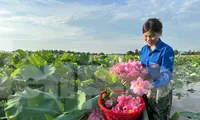 'Biến' vùng đất hoang hóa thành đầm sen thu tiền triệu mỗi ngày