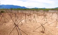 Rừng ngập mặn ở Hà Tĩnh vừa trồng đã chết trắng