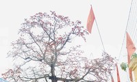 Ngắm cây gạo 150 tuổi được công nhận là cây Di sản Việt Nam ở Nghệ An