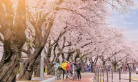 Người Việt nườm nượp đi du lịch Hàn Quốc 