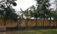 Cây phi lao, nơi học sinh tỉa cành bị vướng dây điện tử vong. 