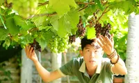 Chàng trai Ninh Thuận biến khu vườn xơ xác thành chốn thư giãn, đẹp như mơ