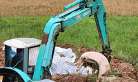 Hà Nội: Tiêu hủy, xác minh gần 3 tấn thịt lợn nhiễm dịch tả lợn Châu Phi
