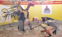 Hội chọi gà dân gian ở Bình Định