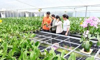 Nông nghiệp Hà Nội chuyển hướng với những mô hình mang lại giá trị kinh tế cao. Ảnh minh họa
