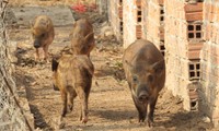 Những chú heo rừng này được sống trong khuôn viên rộng rãi. Ảnh: Nam Lê.