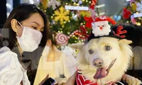 Người dân TPHCM rộn ràng đi chơi Noel sớm