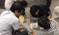 Ấn tượng với tác phẩm của sinh viên ngành Mỹ thuật về chủ đề bão lũ miền Trung