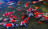 Người Hà Nội chơi chép cảnh Nhật Bản
