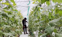 Bỏ du học Mỹ, chàng trai về nước trồng dưa thu 200 triệu mỗi tháng