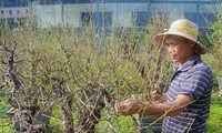 &apos;Thủ phủ&apos; đào Nhật Tân: Hối hả chăm cây, thấp thỏm &apos;ngóng&apos; thời tiết