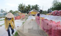 Các địa phương ở Đồng bằng Sông Cửu Long cũng kiến nghị cho xuất khẩu gạo nhằm giúp doanh nghiệp thu mua lúa trong dân với giá tốt hơn. Ảnh: Cảnh Kỳ 