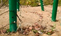 Đàn voi rừng phá hàng rào điện trung tâm bảo tồn động vật
