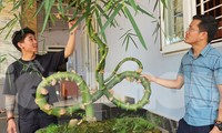 Tận mắt đến xem cây tre dáng độc lạ ở Tây Nguyên