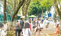 Hà Nội mùa cây thay lá, giới trẻ mê mẩn check-in với thảm lá vàng rực rỡ