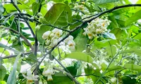 Hoa bưởi Diễn ngát hương và khoe sắc nở trắng xoá một góc trời Thủ đô