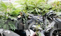 &apos;Núi&apos; xe vi phạm giao thông, xe tang vật chồng chất lên nhau, cỏ mọc um tùm