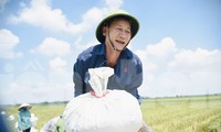 Nông dân Hà Nội miệt mài thu hoạch lúa dưới nắng nóng gay gắt