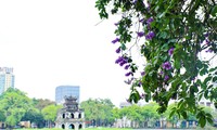 Hoa bằng lăng nhuộm tím phố phường Hà Nội