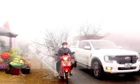 Đào rừng cổ thụ nườm nượp về xuôi