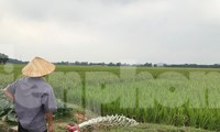 Khu vực cánh đồng dự kiến làm trường đua ngựa ở Sóc Sơn. Ảnh: Trường Phong