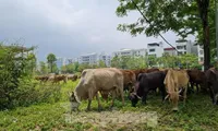 Hà Nội lên tiếng về &apos;siêu&apos; đô thị Thanh Hà - Cienco 5 chưa được cấp phép xây dựng
