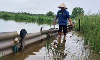 Hơn 19.000ha lúa – tôm ở Cà Mau bị ngập do mưa lớn