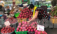 Thanh long đỏ rực cả một góc đường chờ khách mua