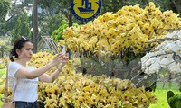 Đi chơi lễ, người dân &apos;tậu&apos; được hoa lan đẹp, giá rẻ bất ngờ