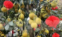 Bưởi Diễn vàng rực giá hàng chục triệu đổ bộ Sài thành