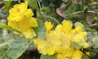 Cháy hàng loại mai siêu bông khổng lồ, hoa nở cả tuần chưa rụng