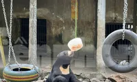 Bất ngờ thấy gấu... ăn kem ở Thảo Cầm Viên TPHCM