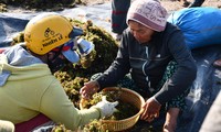 Ngư dân rủng rỉnh kiếm tiền triệu mỗi ngày từ việc hái 'lộc trời'