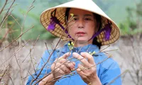 Mai vàng Hà Tĩnh được giá, nông dân lắp camera đề phòng trộm cây