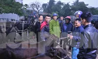 Nhộn nhịp phiên chợ trâu, bò lớn nhất Hà Tĩnh ngày cuối năm