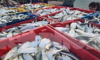 Ngư dân Hà Tĩnh trúng &apos;lộc biển&apos; trong chuyến ra khơi đầu năm