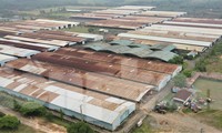 Lãng phí dự án nuôi bò nghìn tỷ phơi sương phơi nắng 
