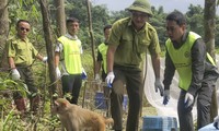 Tái thả nhiều cá thể động vật hoang dã, nguy cấp về rừng